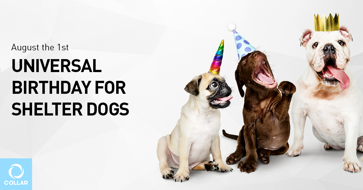 August the 1st — Universal Birthday for Shelter Dogs - COLLAR pet products